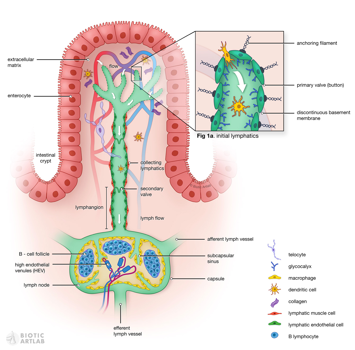 Healthy lymphatic system biomechanics illustration – comparison with cancerous tissue