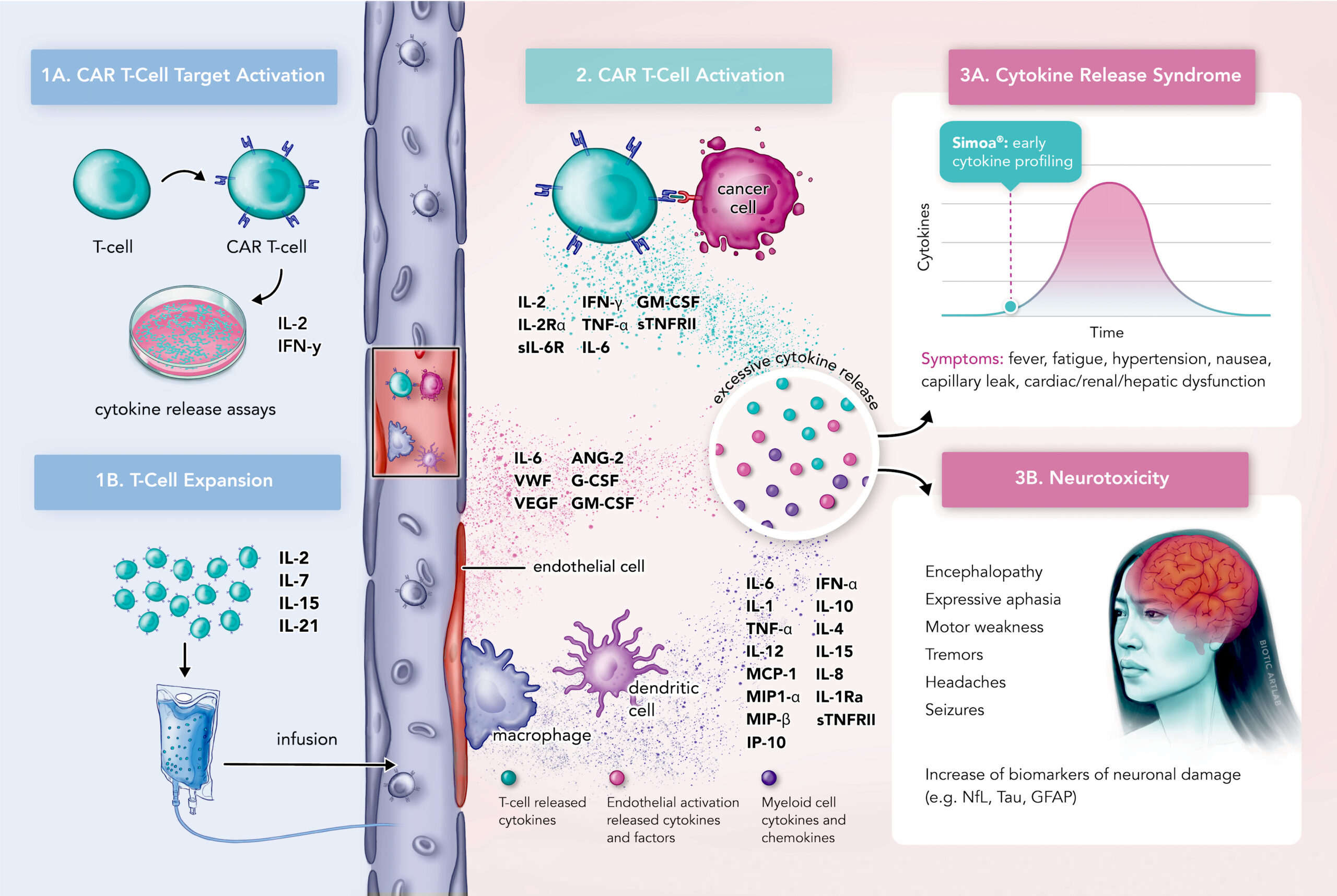 CAR T-cell therapy graphical abstract for Quanterix research publication