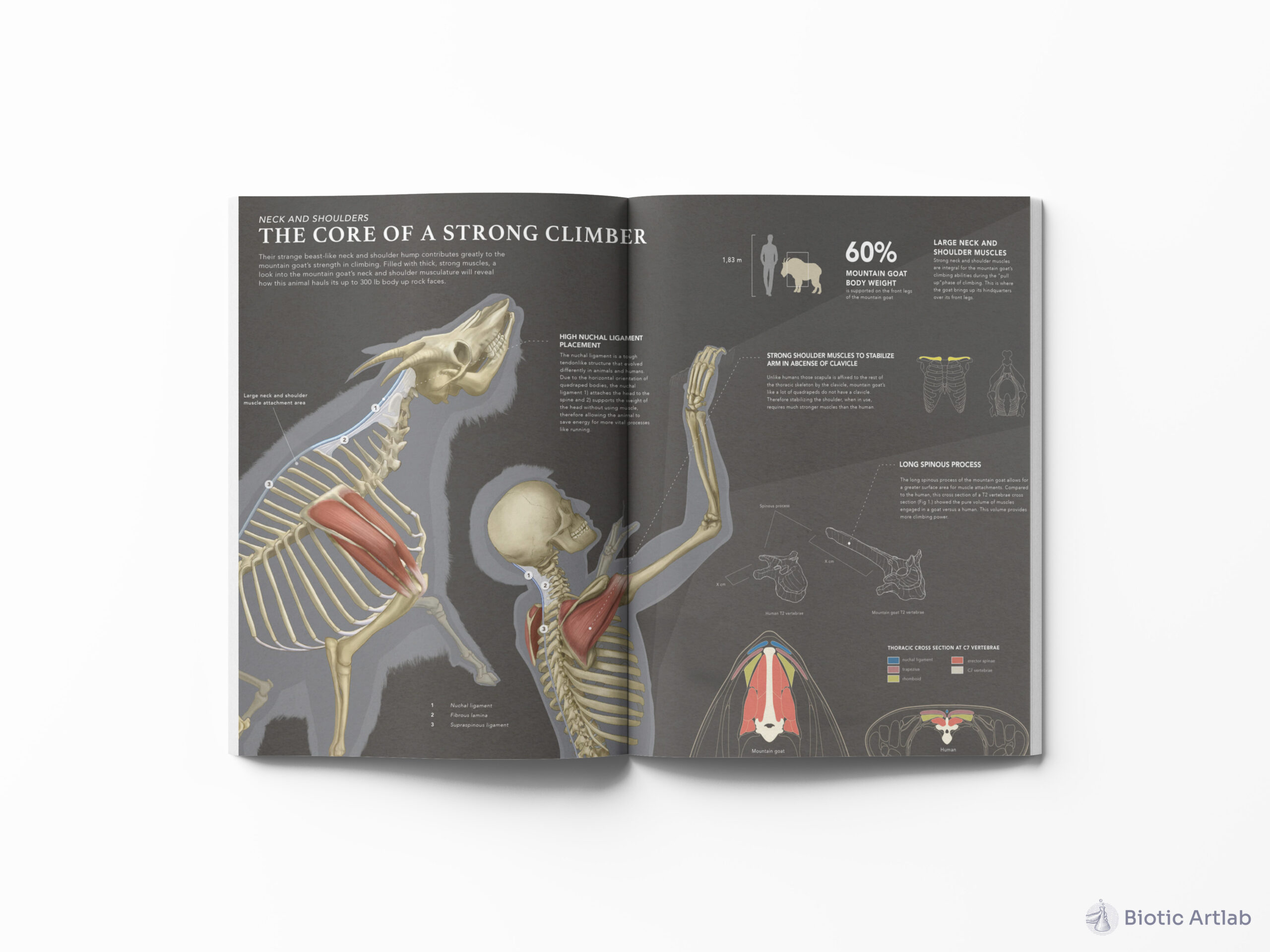 Medical illustration book spread layout – page 1