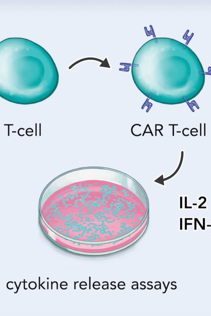 CAR T-cell therapy whitepaper illustration – panel 1