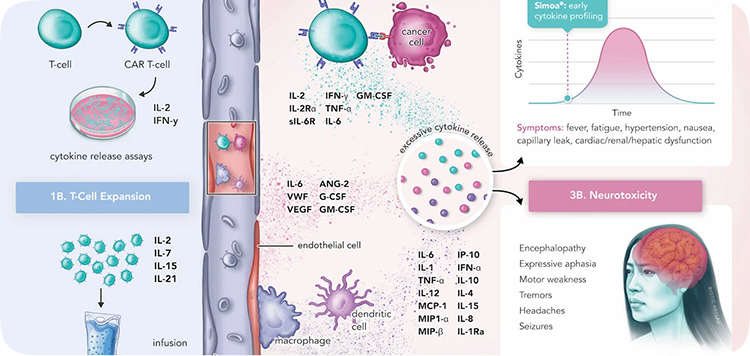 Medical illustration website interface design element