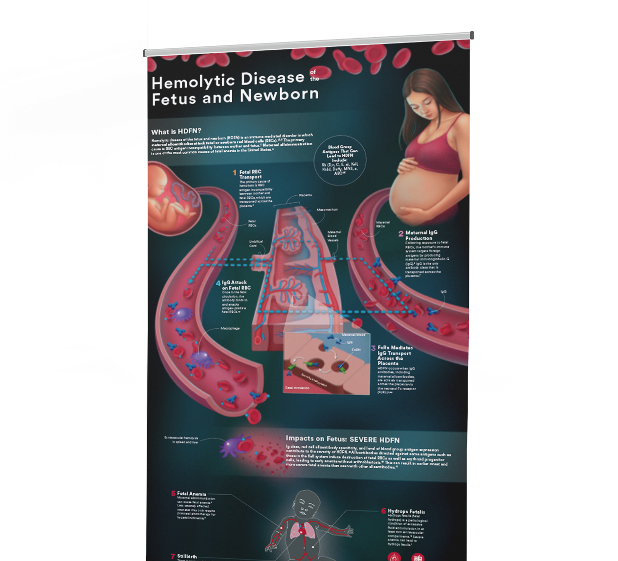 Screenshot of medical illustration project by Biotic Artlab