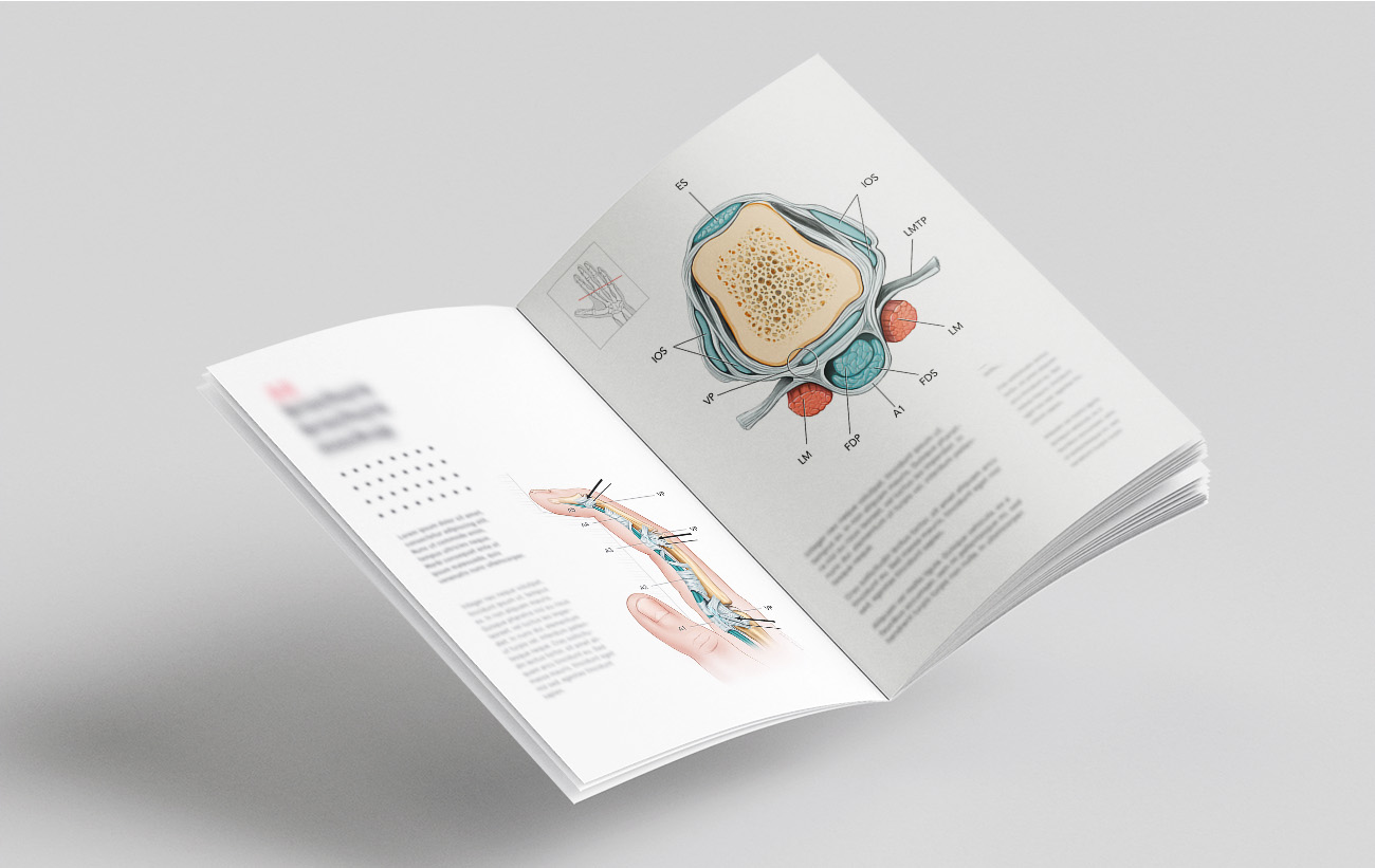 Rock climbing finger anatomy overview medical illustration