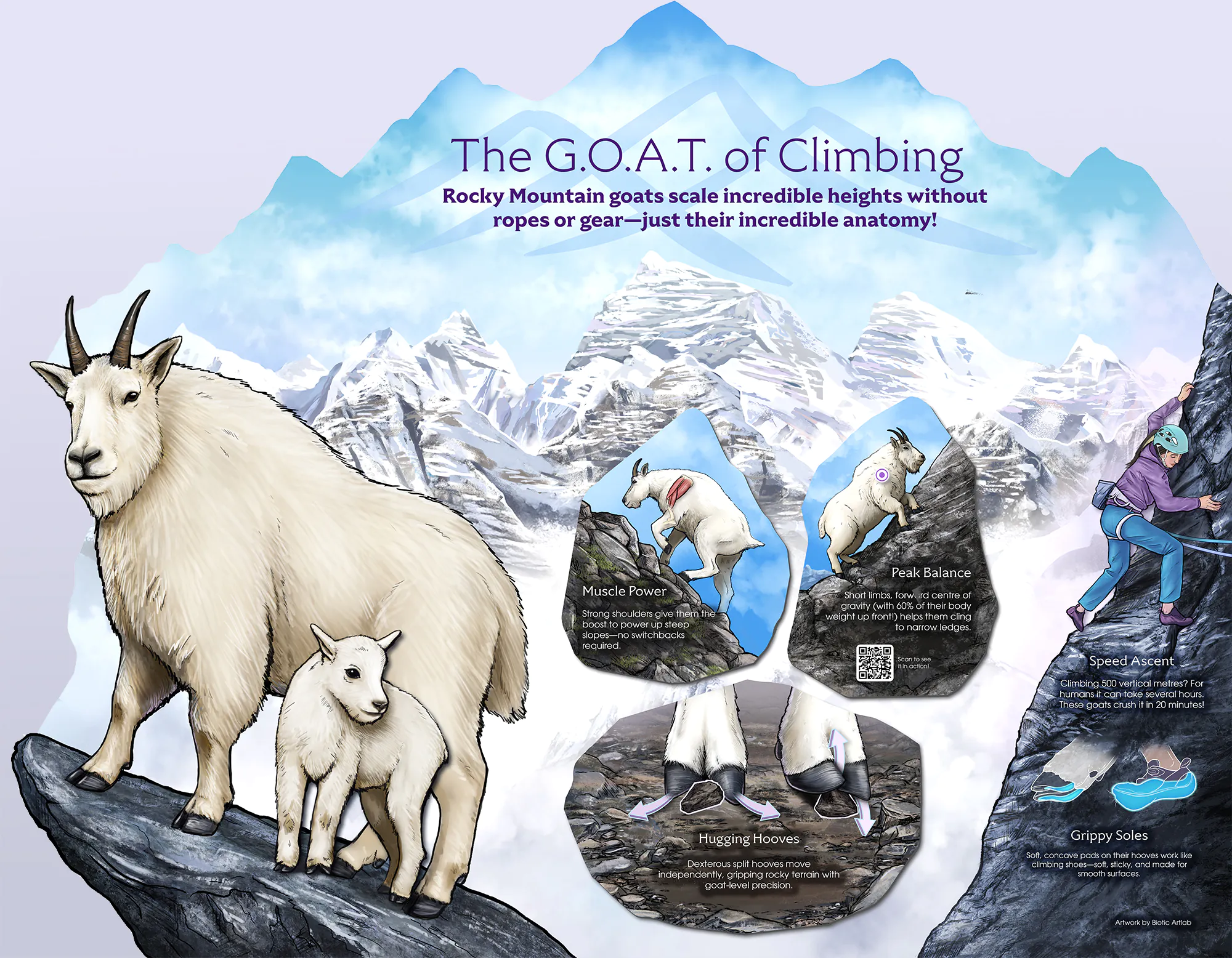 Rocky Mountain goat exhibit signage illustration thumbnail for Calgary Zoo