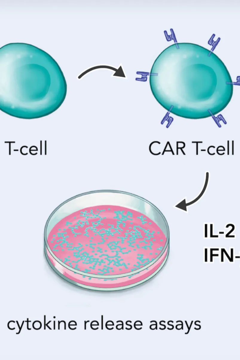 CAR T-cell therapy whitepaper illustration – panel 1
